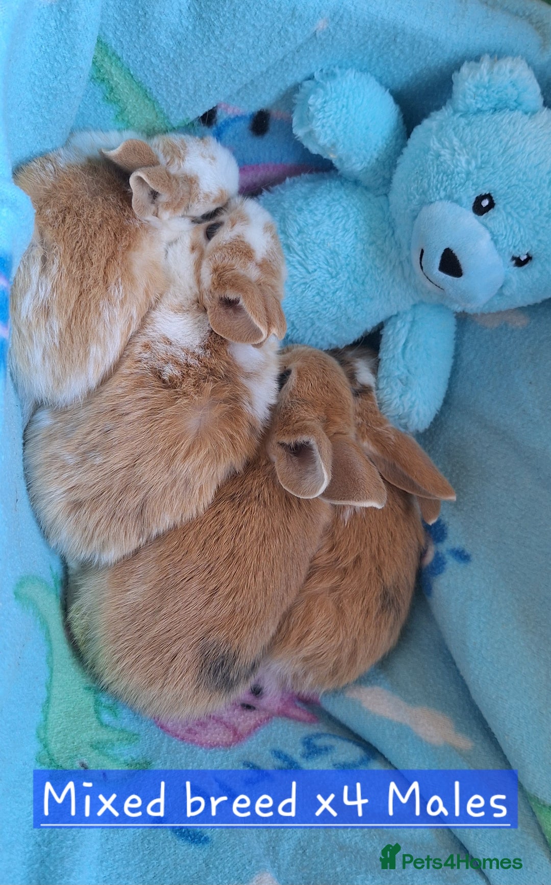 Mixed Breed rabbits for sale: 3 baby rabbits left for sale (ready now) - Image 4