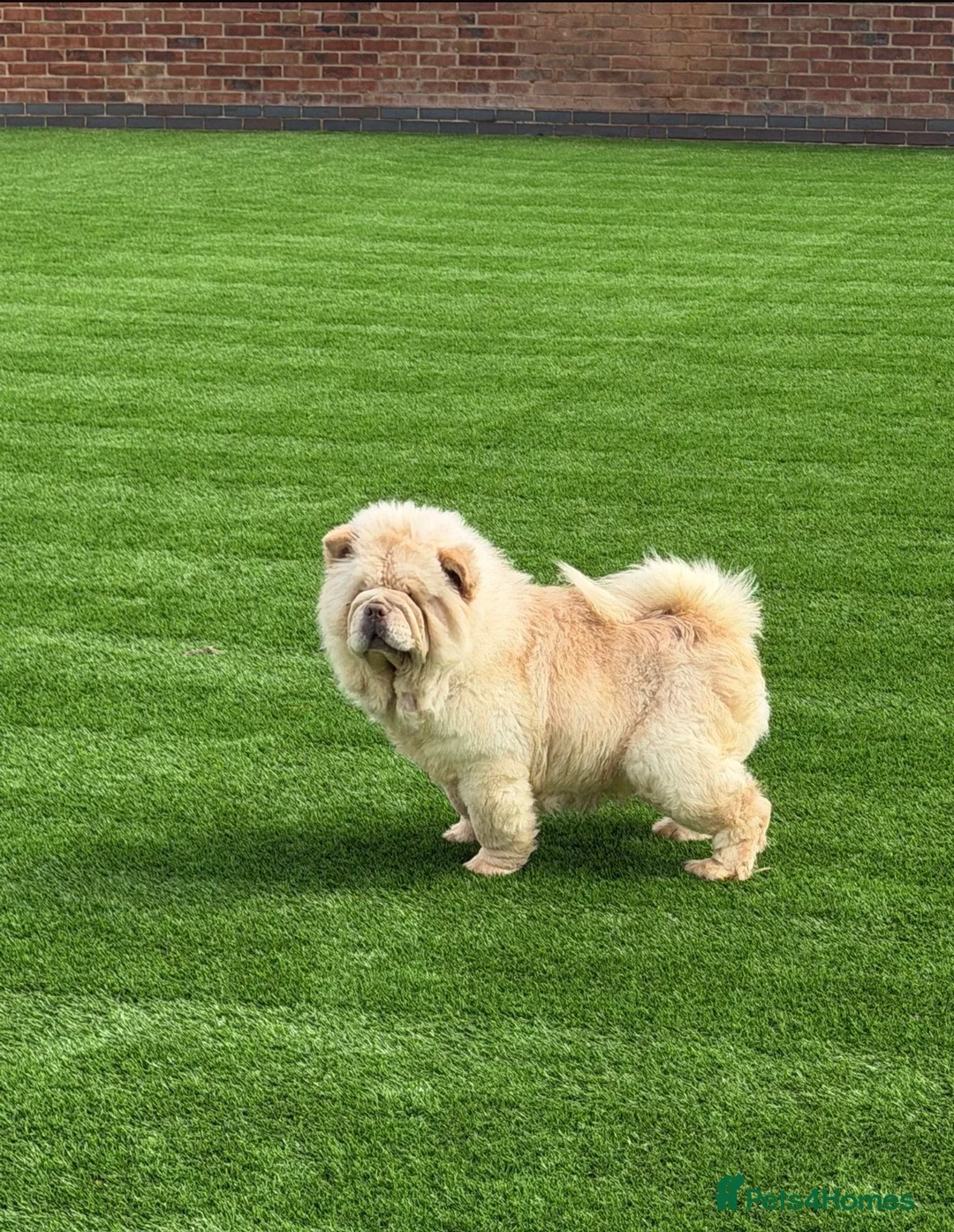 Chow Chow dogs for sale: Chow cow  - Advert 1