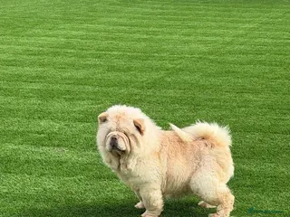 Chow Chow dogs Chow cow - Advert 4