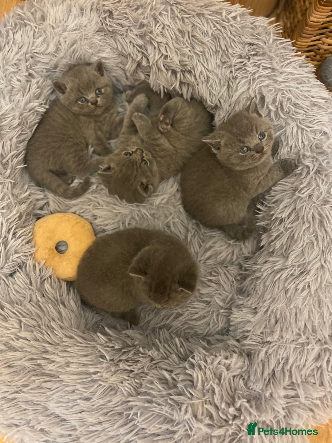 British Shorthair cats for sale: British Shorthair kittens to reserve  - Advert 5