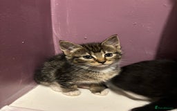 British Shorthair cats for sale: 3 kittens Available as of today 21/09/2025 - Image 1