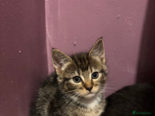 British Shorthair cats - Advert 14