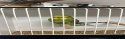 Budgerigars birds for sale: Budgies now available  - Advert 6