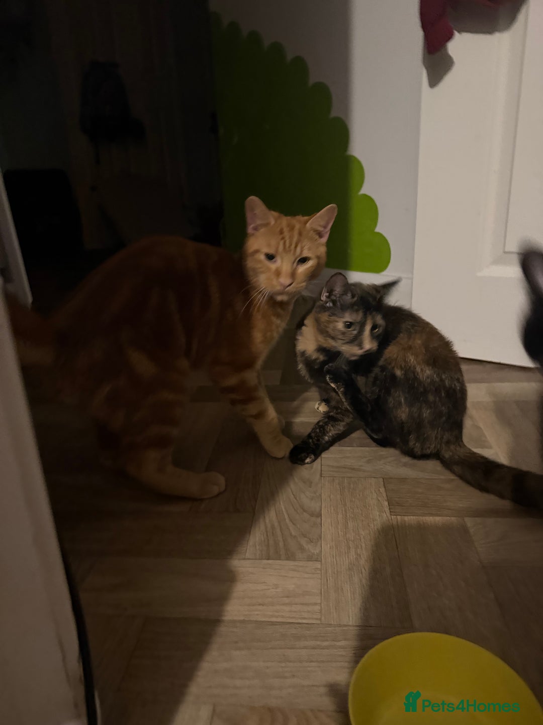 Mixed Breed cats for sale: meet Wotsit and Marmite - Advert 3