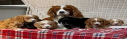 Cavapoo dogs for sale: STUNNING CAVAPOO PUPPIES  - Advert 7