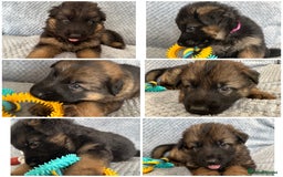 German Shepherd dogs for sale: K/C Registered German Shepherd Puppies  - Image 1