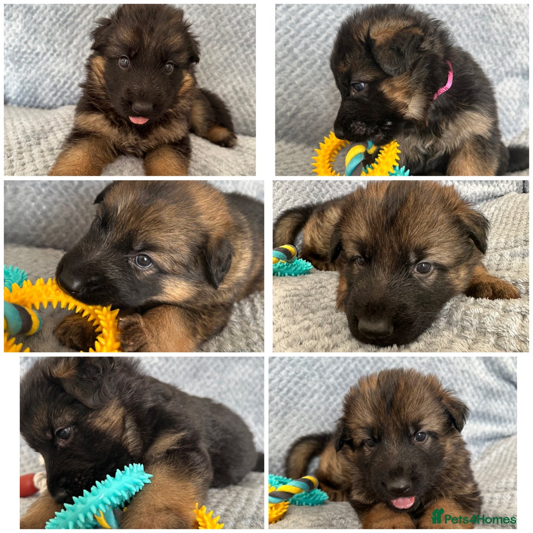 German Shepherd dogs for sale: K/C Registered German Shepherd Puppies  - Image 1