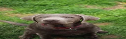 Labrador Retriever dogs for sale: WAITLIST IS OPEN FOR OUR NEXT LITTER - Advert 4