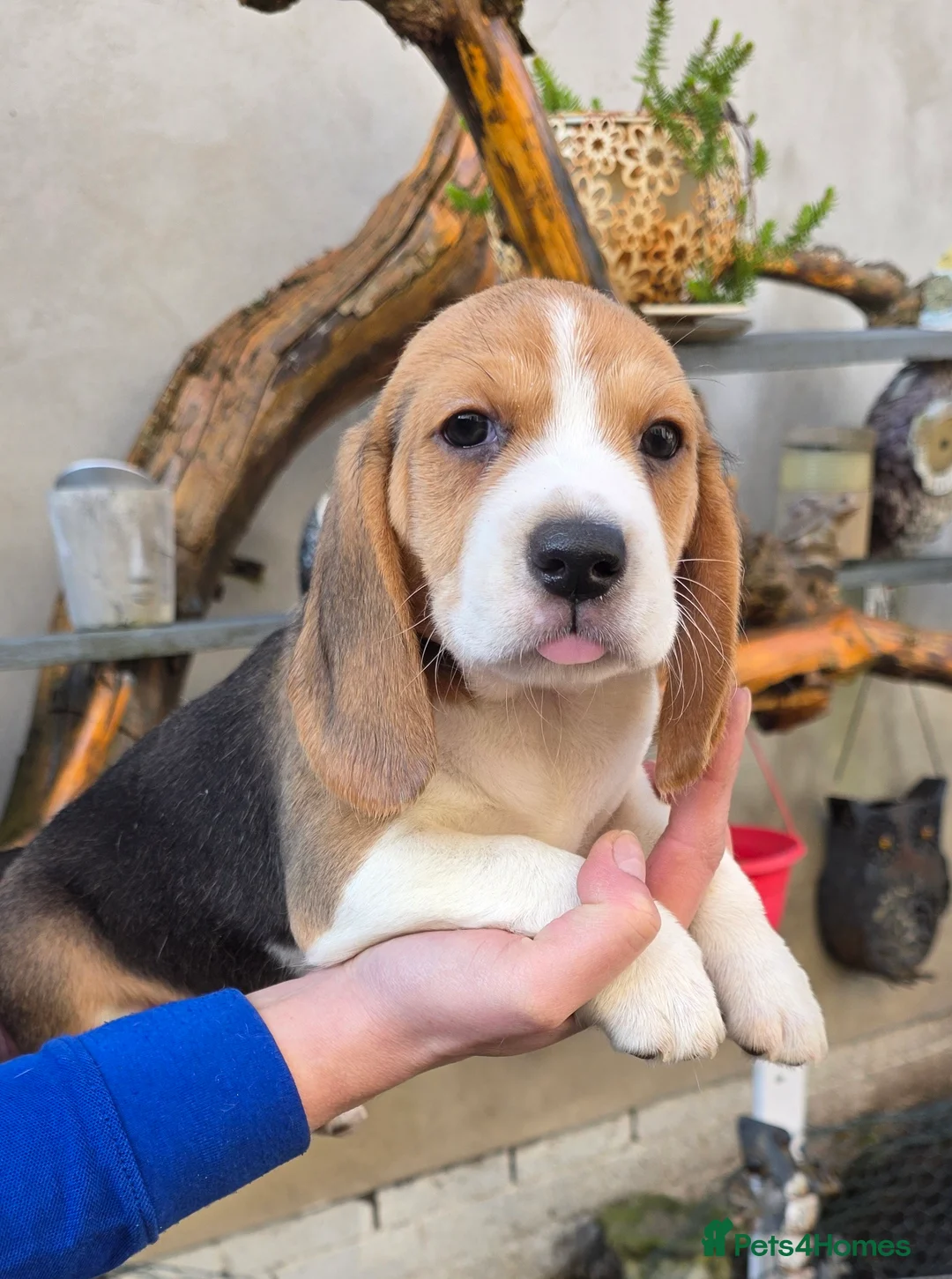 Beagle dogs for sale: Beagle puppies ready soon!!🐶💕 in Burton-on-Trent - Advert 1