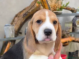 Beagle dogs Beagle puppies ready soon!!🐶💕 in Burton-on-Trent - Advert 2
