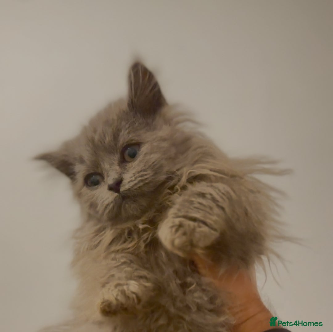 British Longhair cats for sale: Adorable British Longhair Kittens Ready Now! - Advert 15