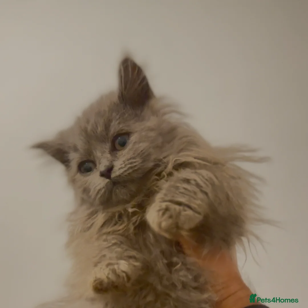 British Longhair cats for sale: Adorable British Longhair Kittens Ready Now! - Advert 15