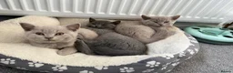 British Shorthair cats for sale: Beautiful British Shorthair Kittens - Advert 6