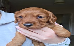 Cocker Spaniel dogs for sale: Working Cocker Spanial Puppies - Image 6
