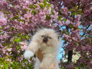 Ragdoll cats Gorgeous ragdoll kittens- Girl only - Advert 11