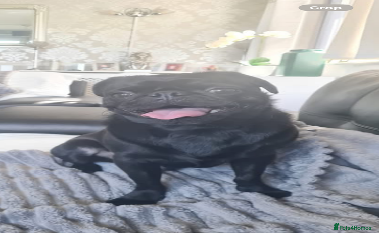 Pug dogs - Advert 2