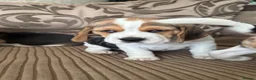Beagle dogs for sale: Beautiful Beagles(ready now) - Advert 19