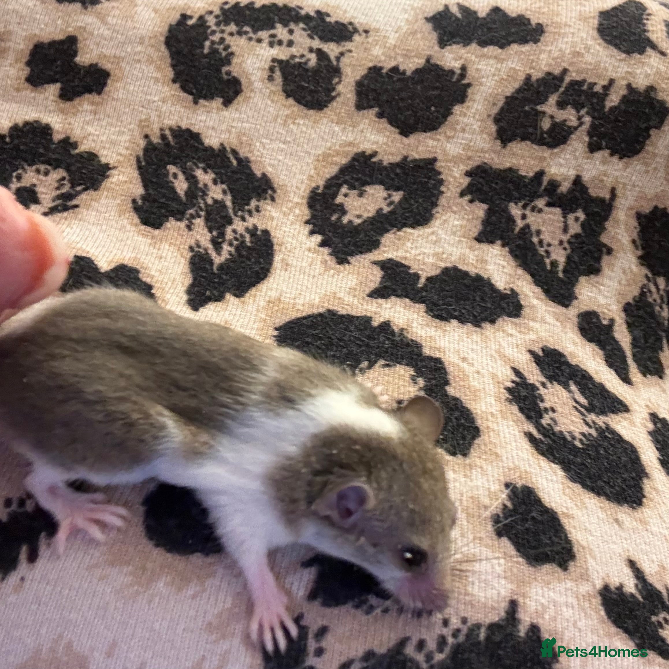 Mouse rodents African Pygmy mice  - Advert 1