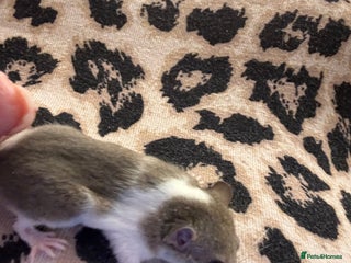 Mouse rodents African Pygmy mice - Advert 1