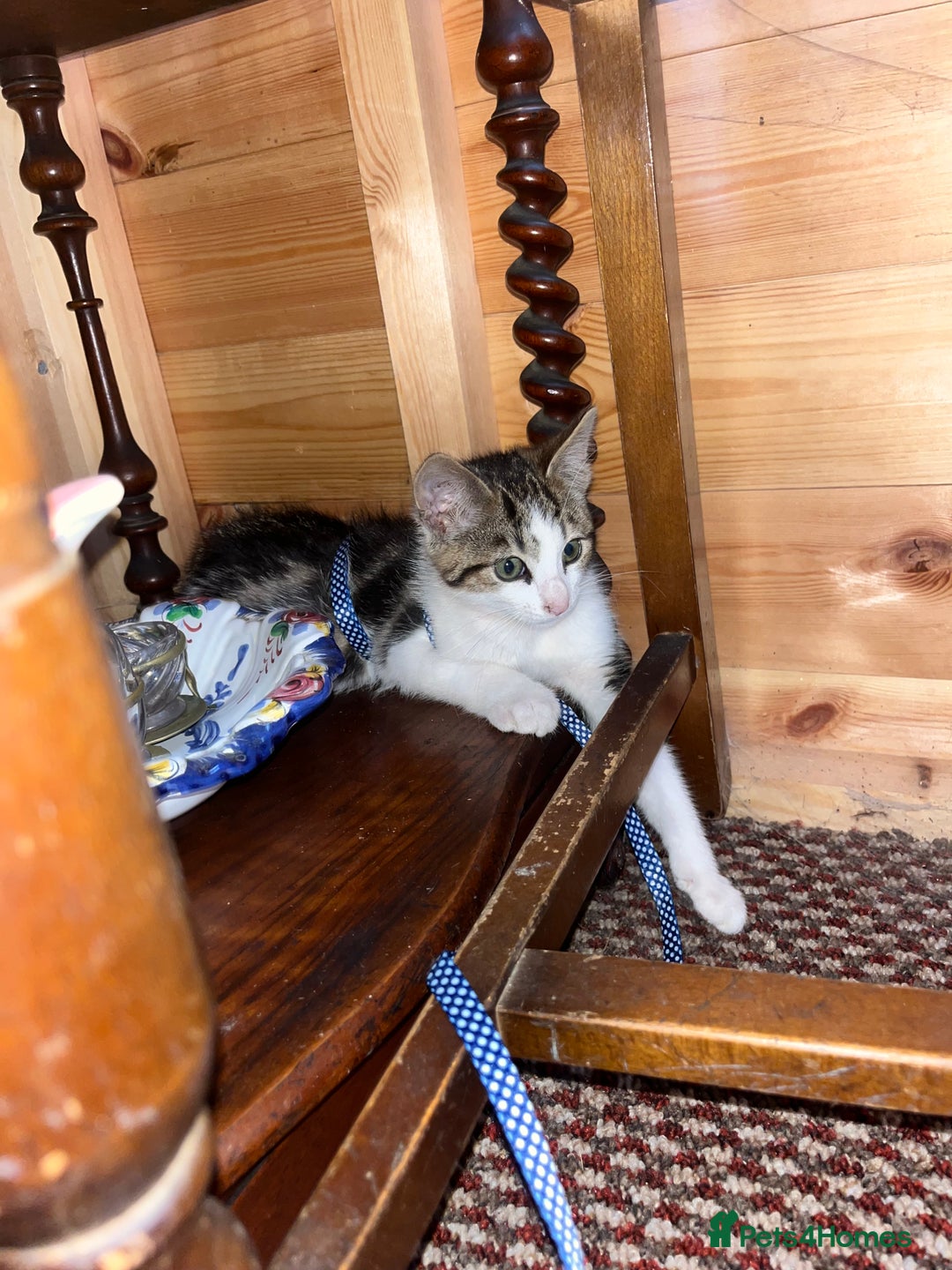 Mixed Breed cats for sale: Two boy kittens  - Image 6