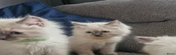 Ragdoll cats for sale: Beautiful ragdoll kittens - Advert 14