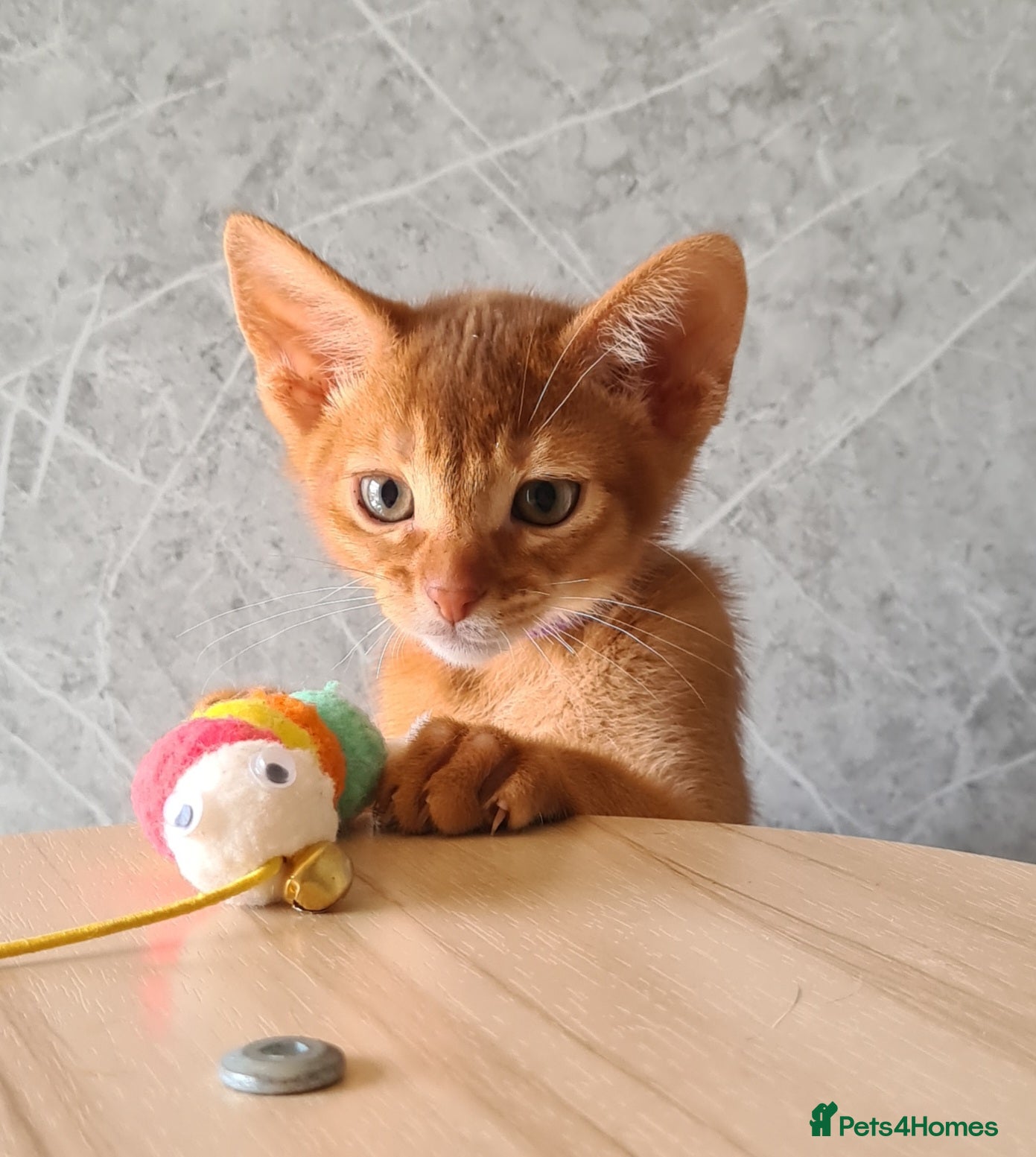 Abyssinian cats Beautiful pedigree TICA abyssinian kittens - Advert 11