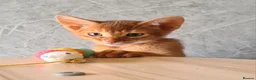 Abyssinian cats for sale: Beautiful pedigree TICA abyssinian kittens - Advert 10
