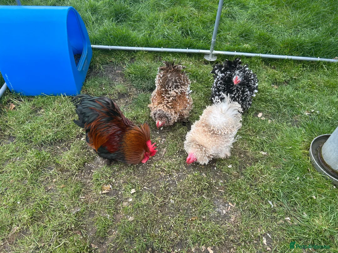 Chickens poultry for sale: Pekin bantam chicks, eggs and pullets - Advert 8
