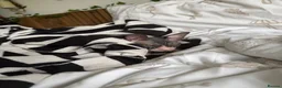 Sphynx cats for sale: Our beloved sphynx siblings  - Advert 5