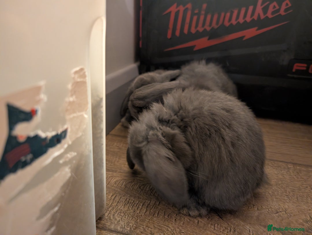Mini Lop rabbits for sale: Mini Lops £70  - Advert 11