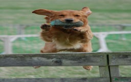 Golden Retriever dogs for sale: 🌟Gorgeous Golden Retriever Puppies🌟 - Image 16