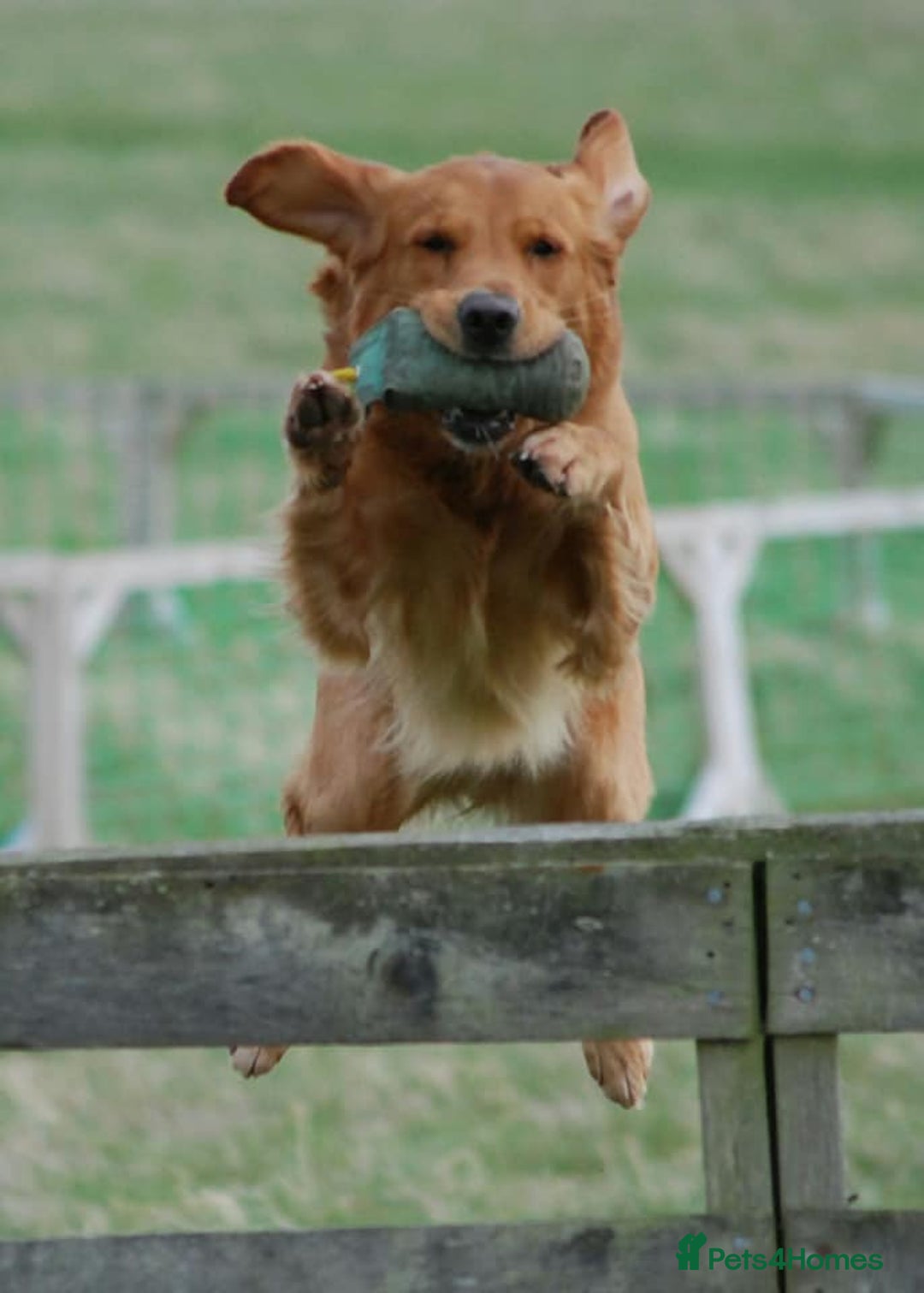 Golden Retriever dogs for sale: 🌟Gorgeous Golden Retriever Puppies🌟 - Image 16