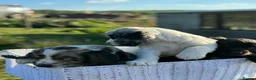 Cocker Spaniel dogs for sale: Gorgeous Cocker pups for sale, 1 girl left - Advert 20