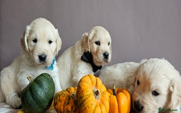 Golden Retriever dogs for sale: Outstanding Kc registered Golden Retriever babies  - Image 2