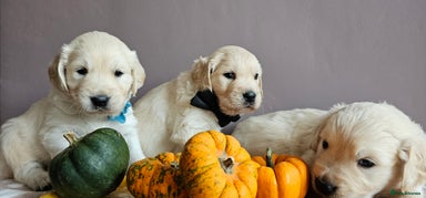 Golden Retriever dogs - Advert 2