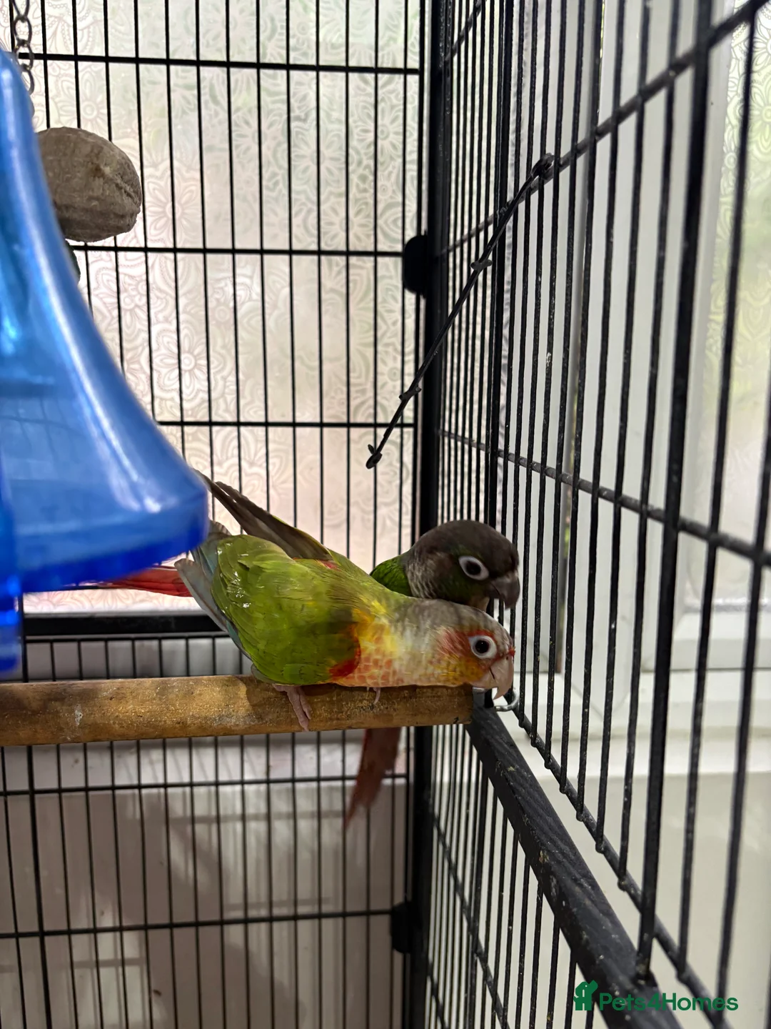 Conures birds for sale: Male & Female conure  - Advert 3
