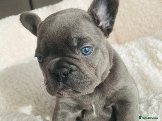 French Bulldog dogs - Advert 1