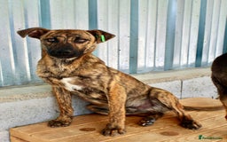 Mixed Breed dogs for adoption: Brindle, approx 7 months. Available for adoption. - Image 4