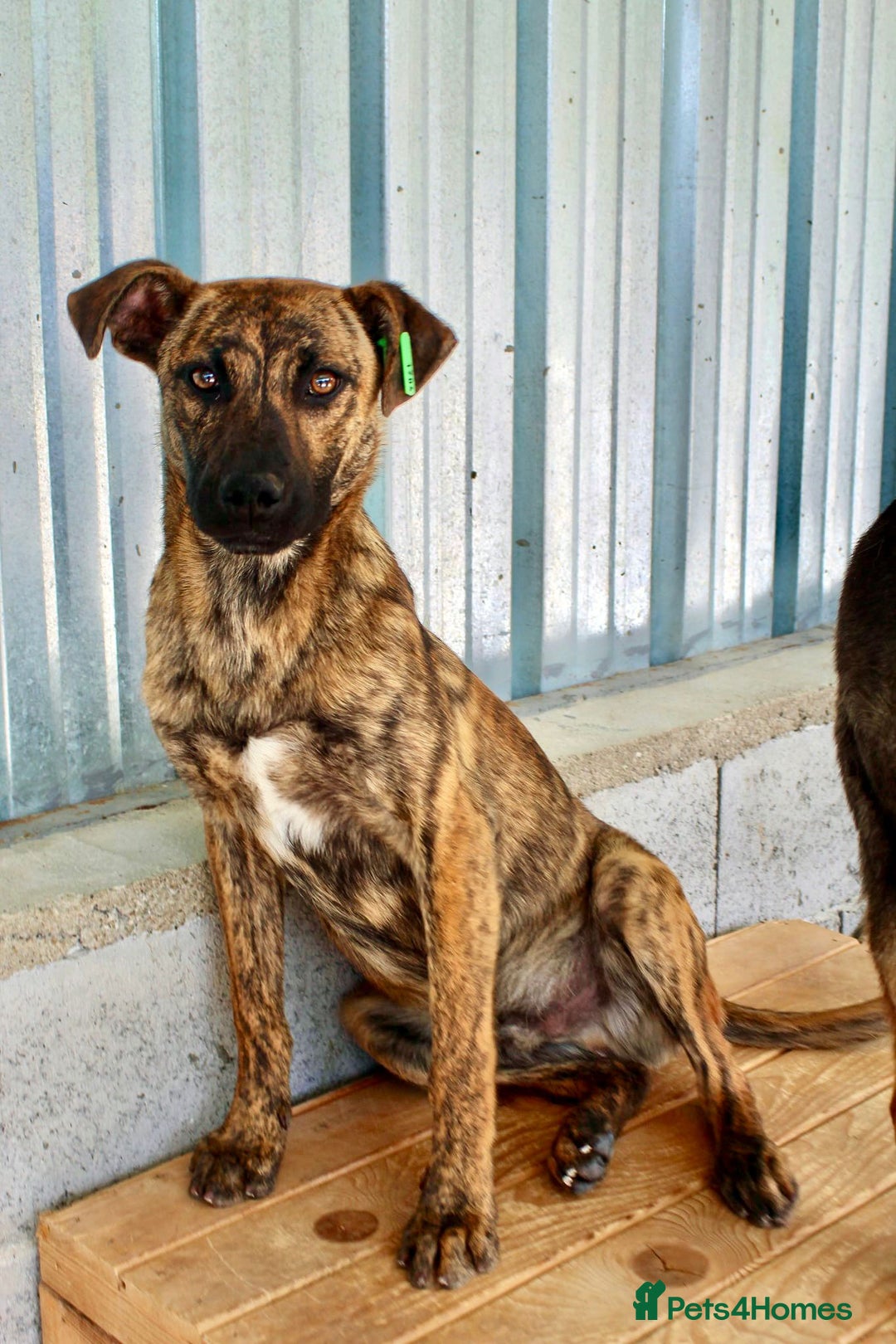 Mixed Breed dogs for adoption: Brindle, approx 7 months. Available for adoption. - Image 4