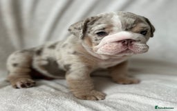 English Bulldog dogs for sale: LAST BOY ENGLISH BULLDOG PUP in South Ockendon - Image 20