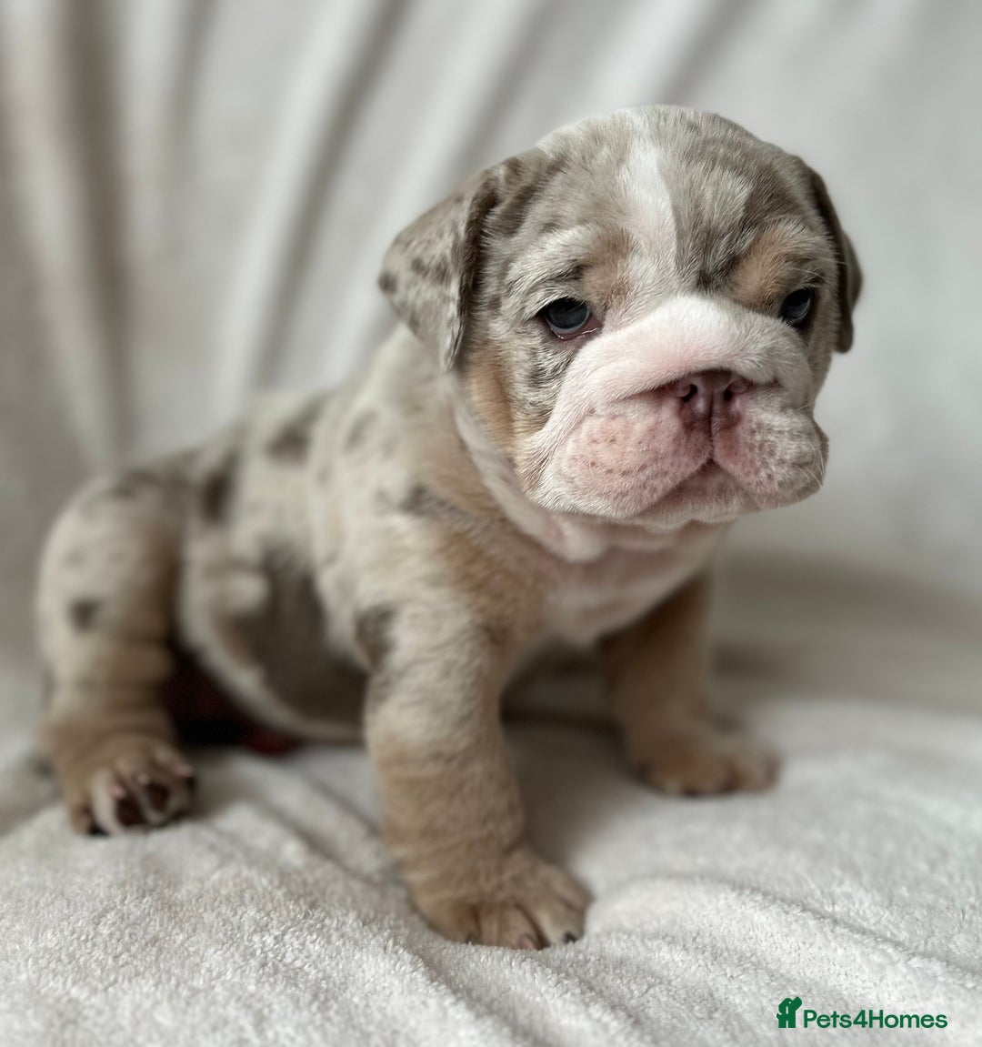 English Bulldog dogs for sale: LAST BOY ENGLISH BULLDOG PUP in South Ockendon - Image 20
