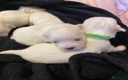Maltese dogs for sale: Gorgeous pure white Maltese puppies! - Image 9