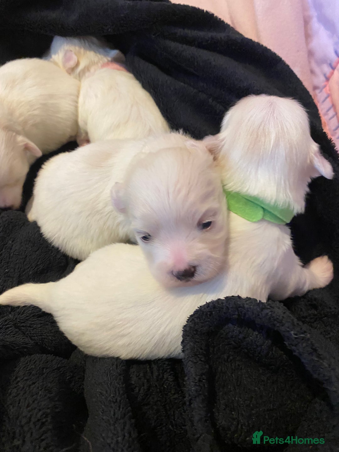 Maltese dogs for sale: Gorgeous pure white Maltese puppies! - Image 9
