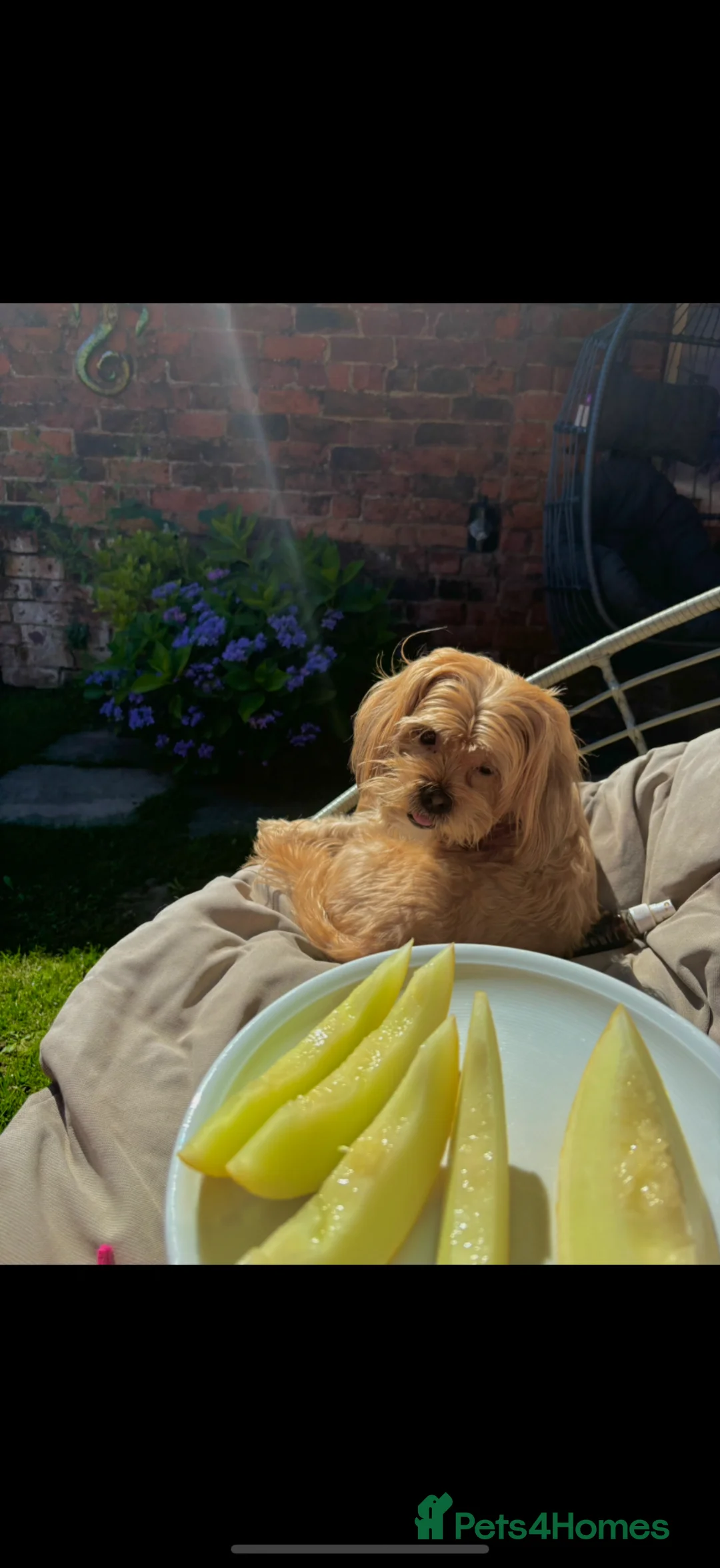 Mixed Breed dogs for sale: Gorgeous shit zhu x long hair pug pups - Advert 2