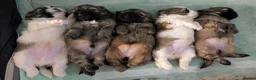 Shih Tzu dogs for sale: Gorgeous 6 weeks old Shih Tzu 2 girls 1 boy left  - Advert 1