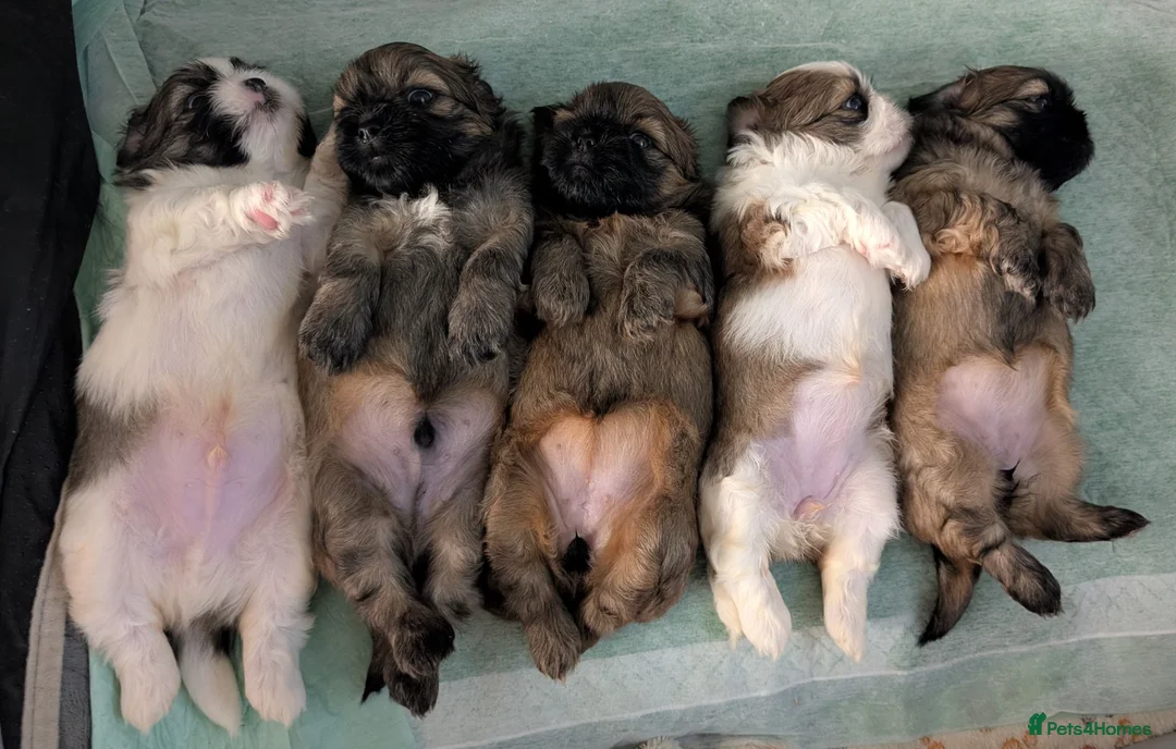 Shih Tzu dogs for sale: Gorgeous 6 weeks old Shih Tzu 2 girls 1 boy left  - Advert 1
