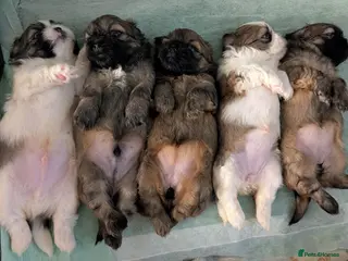 Shih Tzu dogs Gorgeous 6 weeks old Shih Tzu 2 girls 1 boy left - Advert 12
