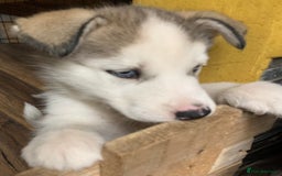 Utonagan dogs for sale: Husky x malamute  - Image 17