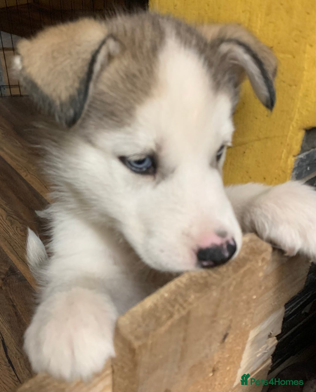 Utonagan dogs for sale: Husky x malamute  - Image 17