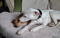 Mixed Breed dogs for sale: bull lurcher  - Image 8